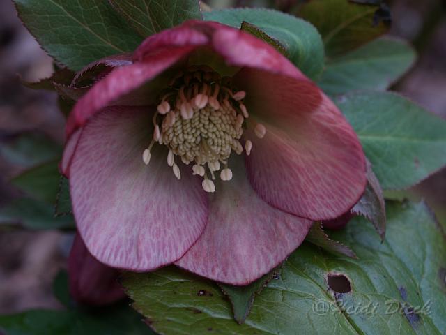 Helleborus orientale Apricot.JPG